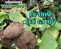 CỦ DÒM [CÔNG DỤNG, CÁCH DÙNG] NGUYÊN CHẤT GIÁ RẺ UY TÍN?